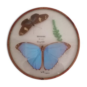 Curiosité, entomologie, taxidermie, collection, papillons