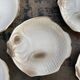 6 flat plates fish in beige ceramic Salins les bains