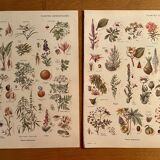 Set of 2 illustrated plates on dangerous plants from 1952