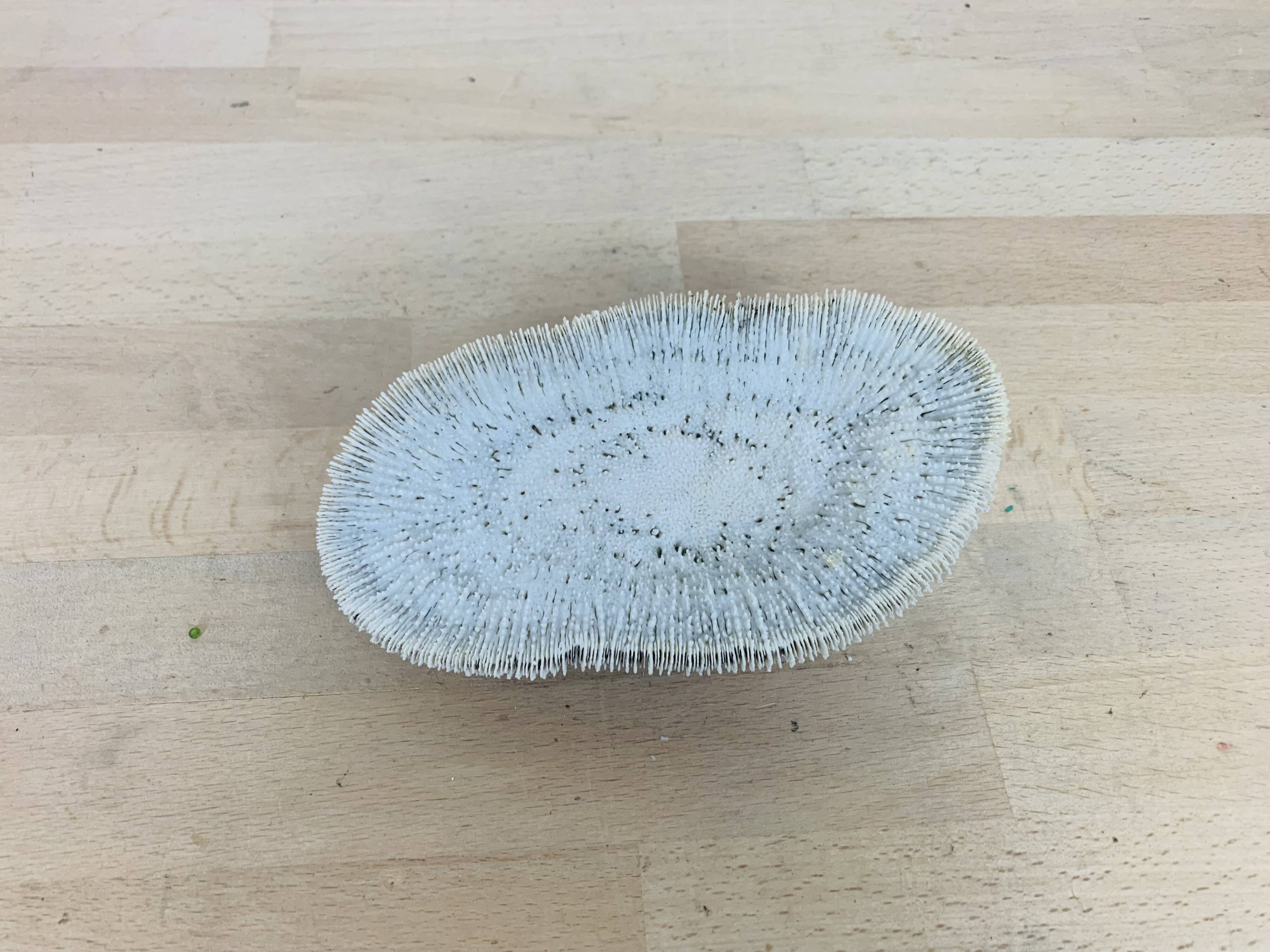 Natural White Fungia Coral