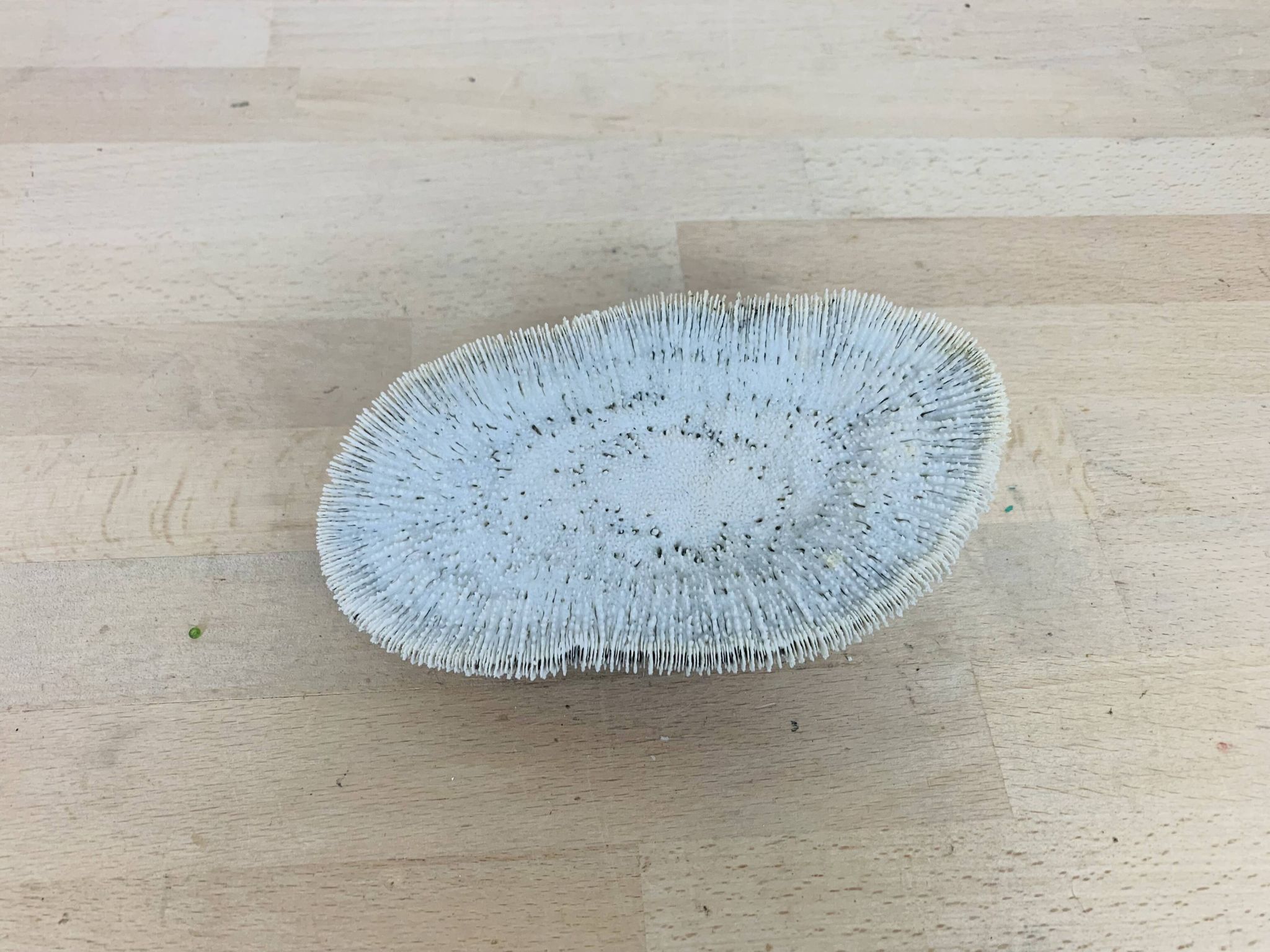 Corail Fungia blanc naturel