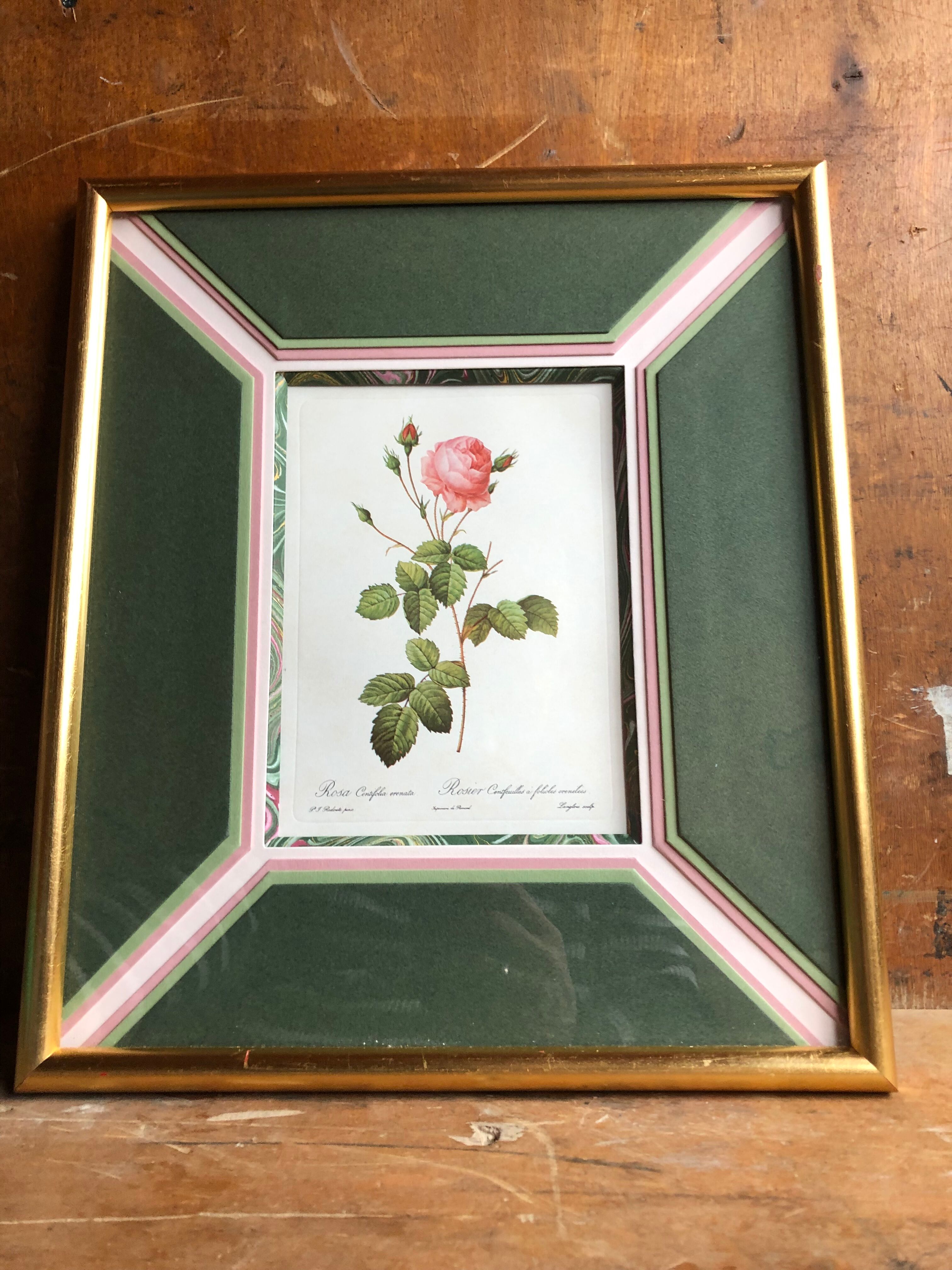 Old lithography botanical plate rose hundred sheets & golden frame vintage