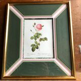 Old lithography botanical plate rose hundred sheets & golden frame vintage