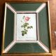 Old lithography botanical plate rose hundred sheets & golden frame vintage