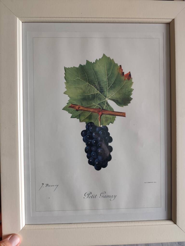 Framed reproduction lithograph of the ampelography treaty by Viala 1901.