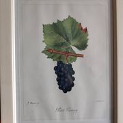 Framed reproduction lithograph of the ampelography treaty by Viala 1901.