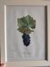 Framed reproduction lithograph of the ampelography treaty by Viala 1901.