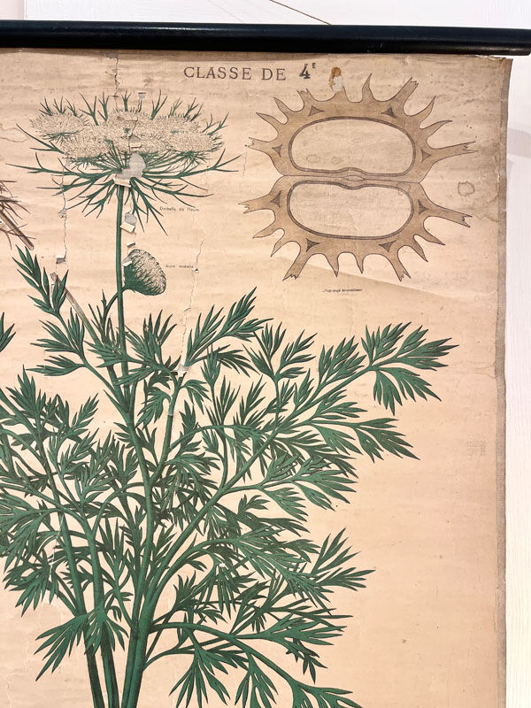 Old botanical plate of the house Deyrolle "The carrot"