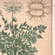 Old botanical plate of the house Deyrolle "The carrot"