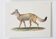 Bestiary plates from the Natural History Museum The fox