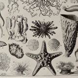 Lithograph engraving on oceanography of 1928