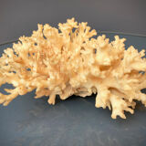 Ancient coral