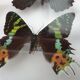 Showcase frame 8 butterflies of the world naturalized vintage 1970's