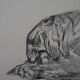 Paul Jouve: Tiger on its prey, original engraving