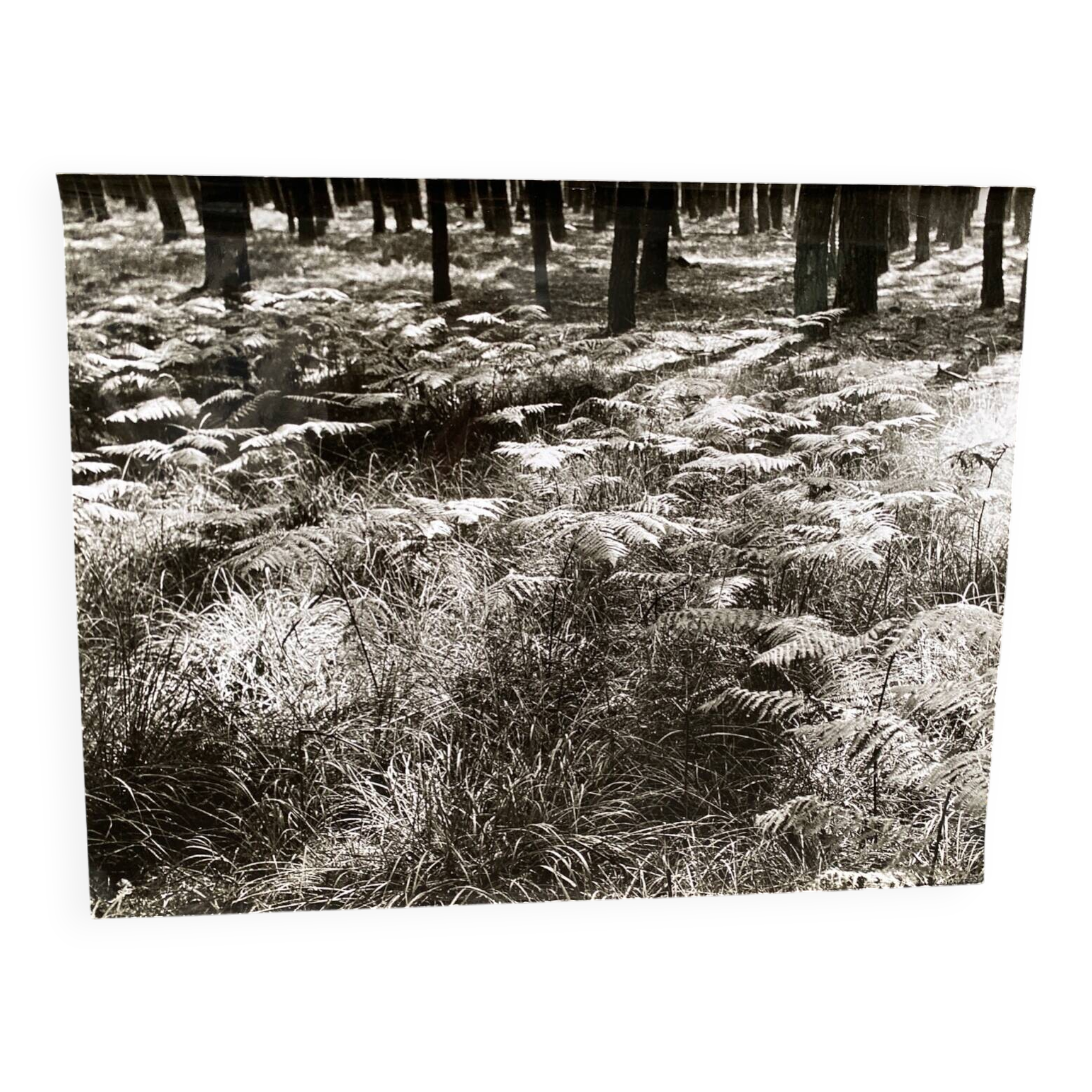 Silver gelatin photograph by Bernard Darot, Fougères, 20th century