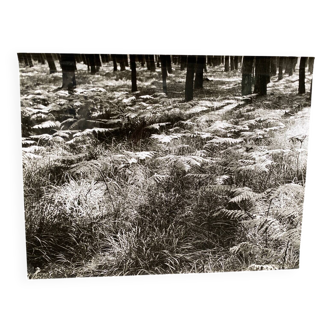 Silver gelatin photograph by Bernard Darot, Fougères, 20th century