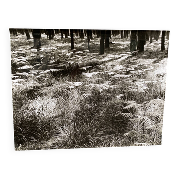 Photographie argentique Bernard Darot Fougères XXe