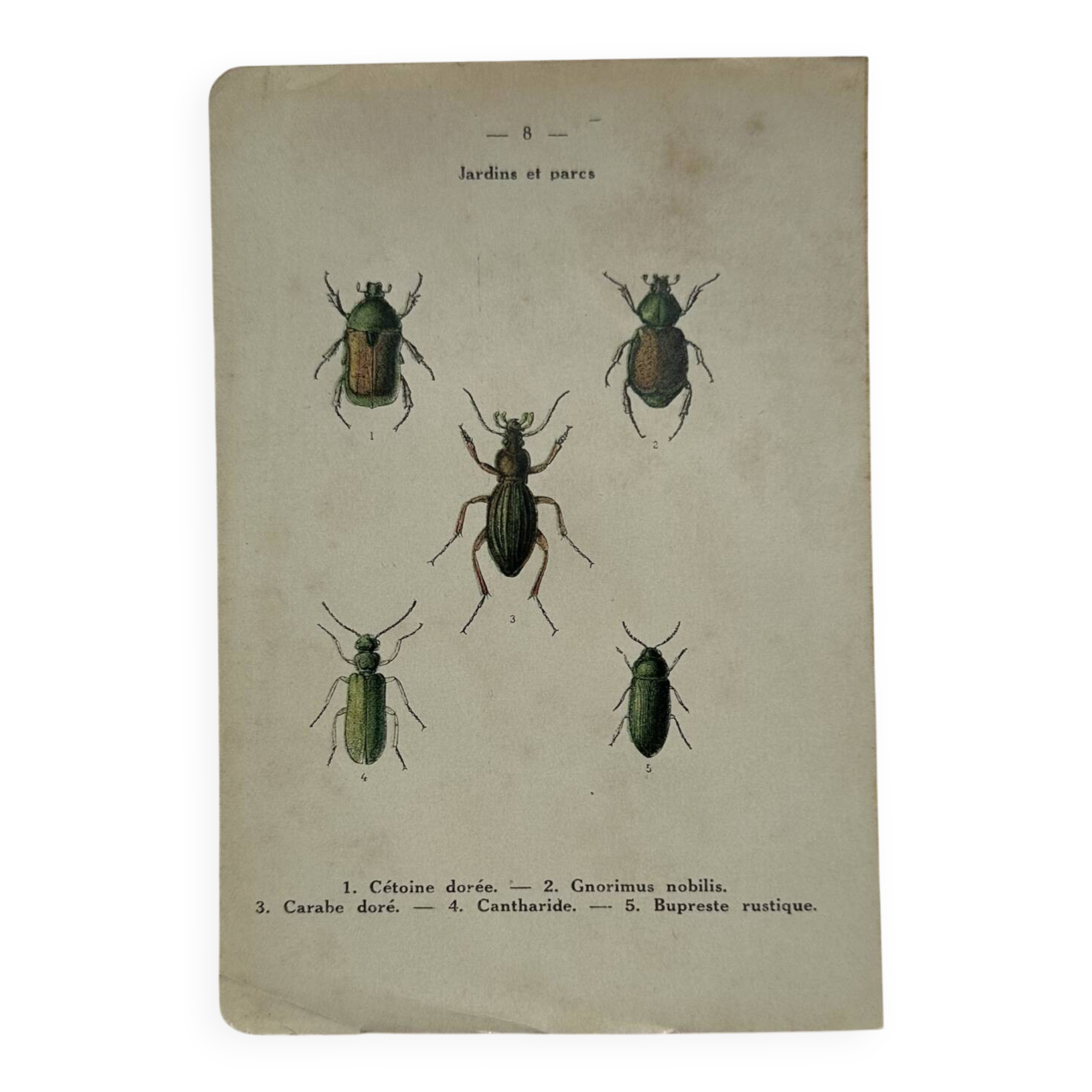 Botanical print engraving butterfly naturalist 19th century double-sided