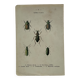 Botanical print engraving butterfly naturalist 19th century double-sided
