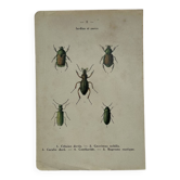 Botanical print engraving butterfly naturalist 19th century double-sided