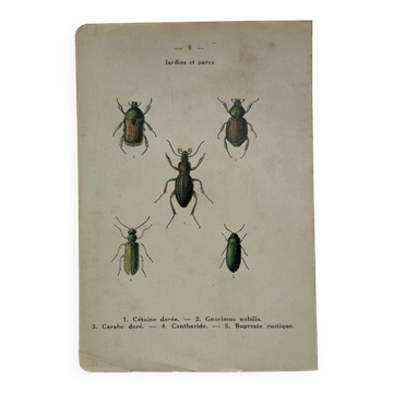 Affiche botanique gravure papillon naturaliste 19eme double face