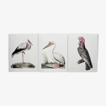 Lot 3 planches ornithologiques