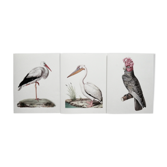 Lot 3 planches ornithologiques