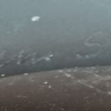 Cocoon vase 'strangeness' Daum Starck