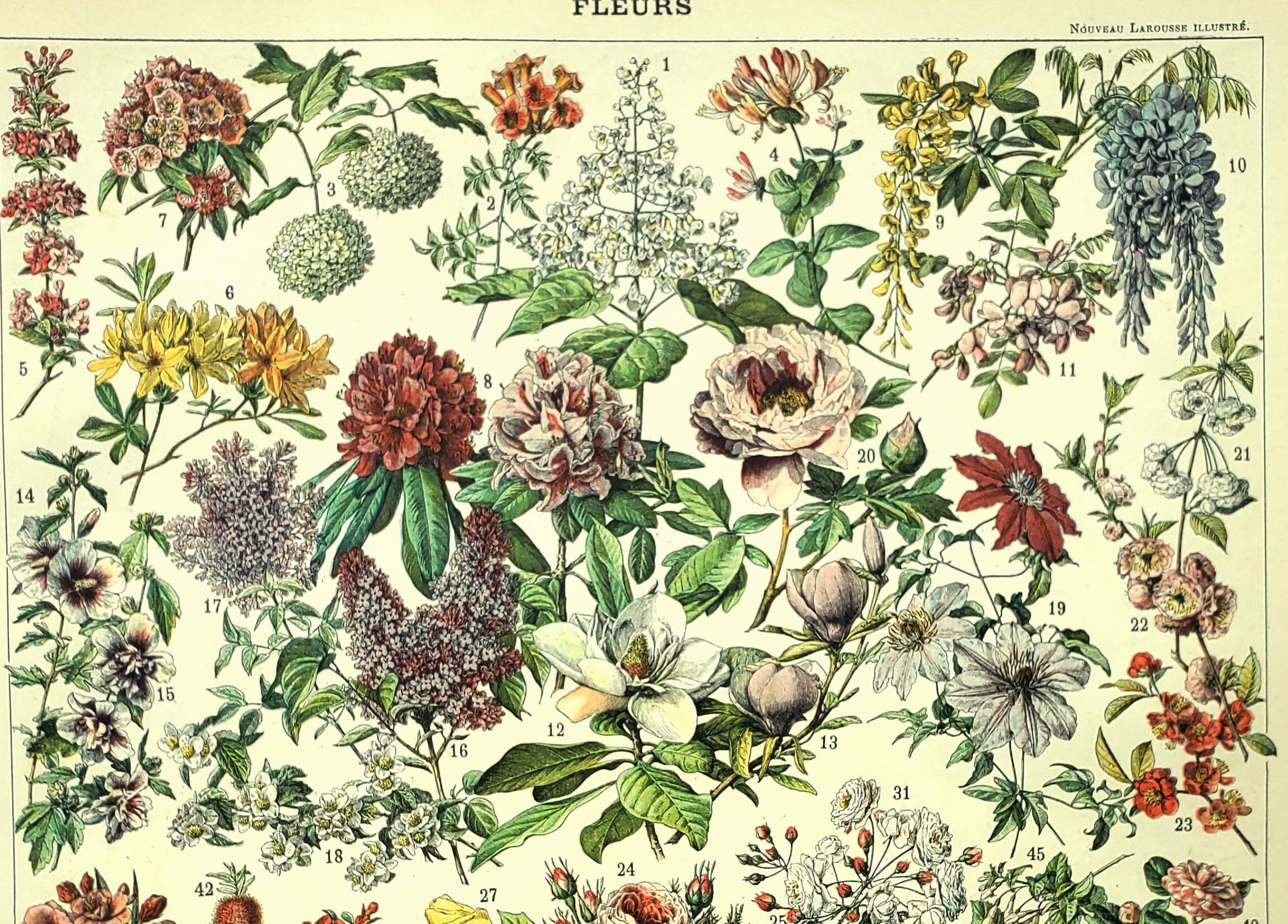 Gravure botanique 1897 - Fleurs et plantes, arbres