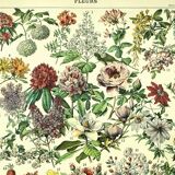Gravure botanique 1897 - Fleurs et plantes, arbres