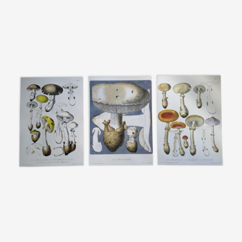 Botanical boards mycology vintage mushroom