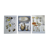 Lot de 3 planches botaniques mycologie champignon vintage