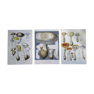 Lot de 3 planches botaniques mycologie champignon vintage