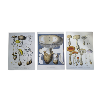 Botanical boards mycology vintage mushroom