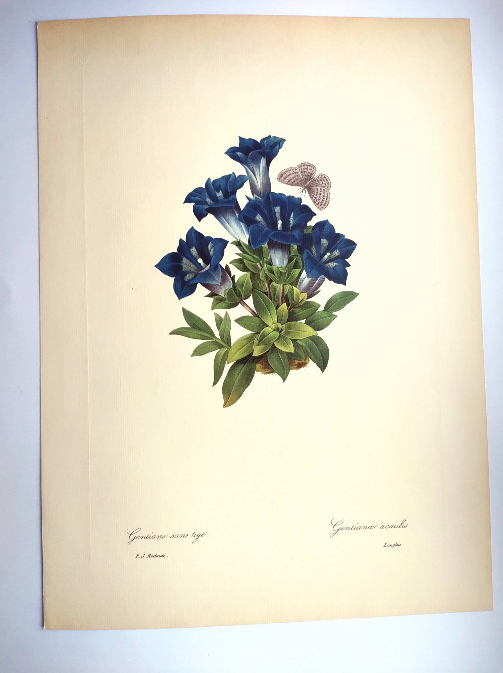 Botanical engraving - Stemless gentian - Vintage plate by PJ. Redouté