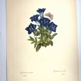 Botanical engraving - Stemless gentian - Vintage plate by PJ. Redouté