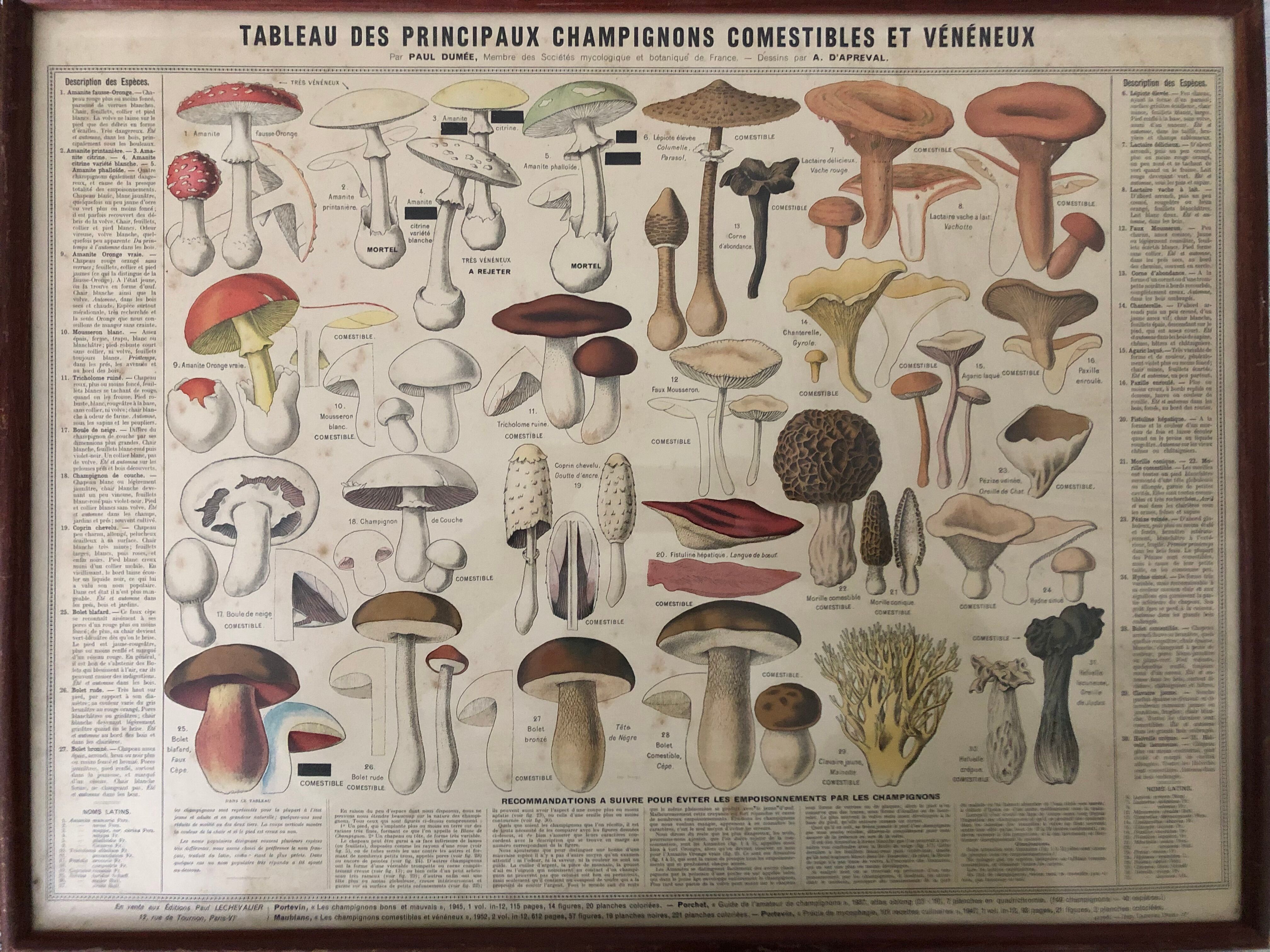 Botanical poster "Edible and poisonous mushrooms"