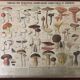 Botanical poster "Edible and poisonous mushrooms"