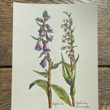 Set of 3 antique flower engravings