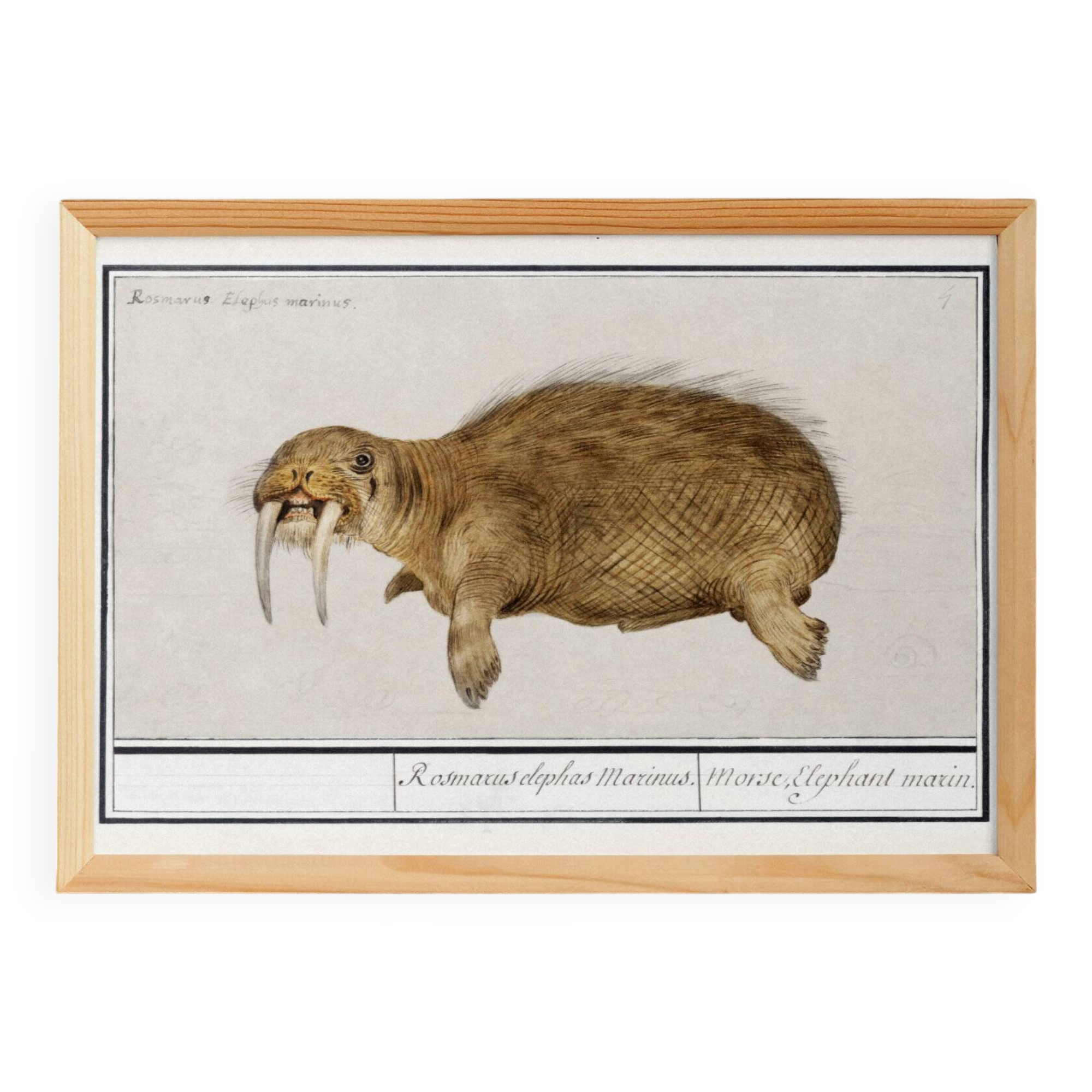 Small poster about the walrus, based on an old engraving from 1610.