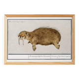 Small poster about the walrus, based on an old engraving from 1610.