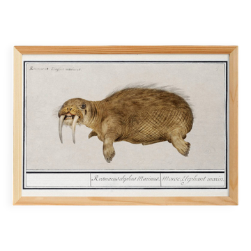 Small poster about the walrus, based on an old engraving from 1610.