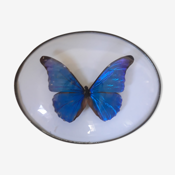 Butterfly framed morpho