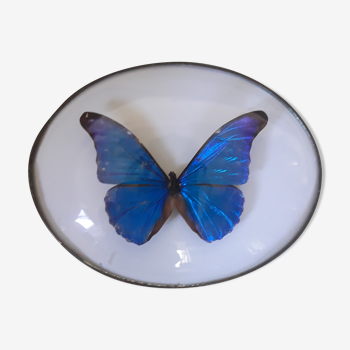 Papillon encadré morpho