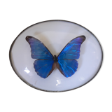 Papillon encadré morpho