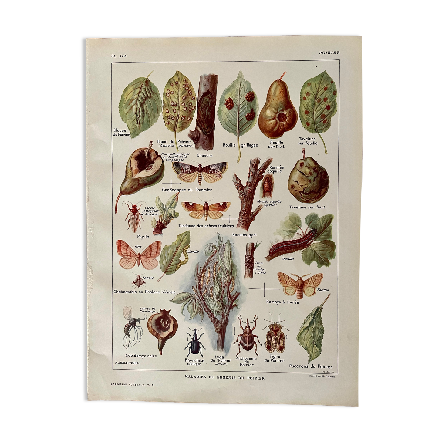 Lithographie sur le poirier de 1921