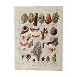 Lithograph on the pear tree of 1921
