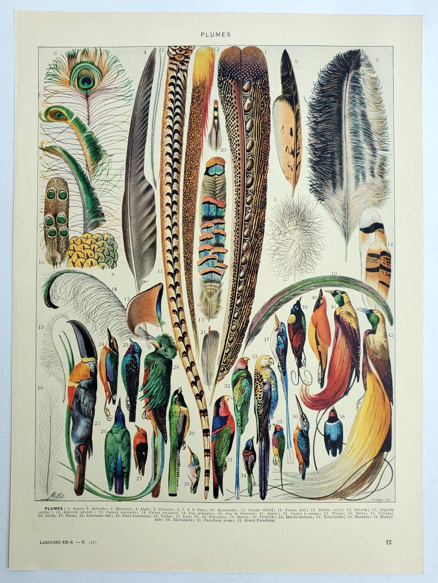 Antique engraving 1928, Feathers, birds, wings, bird of paradise • Lithograph, original illustration