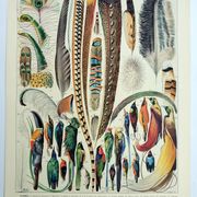 Antique engraving 1928, Feathers, birds, wings, bird of paradise • Lithograph, original illustration