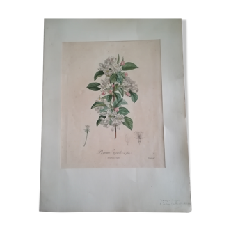Botanical board